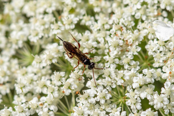 Close-up of a common hoverfly.