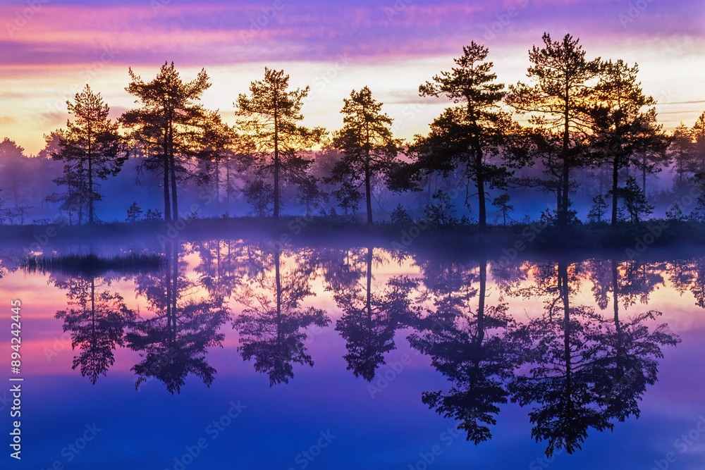 Poster Pine woodland at a bog lake at sunrise