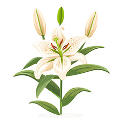 Obraz premium A beautifully drawn white lily with detailed petals and buds isolated on transparency PNG background, ideal for use in botanical illustrations, greeting cards, wedding invitations