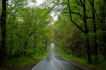 National Park lush green forest with a path in the month of May