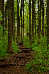 National Park lush green forest with a path in the month of May