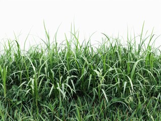 Obraz premium A field of tall green grass. A blurry background suggests a focus on the foreground.