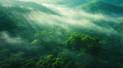 Fototapeta premium Aerial View of Misty Lush Rainforest - Nature Photography Landscape Shot