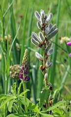 Closeup of Lupin seedpods, Derbyshire England
