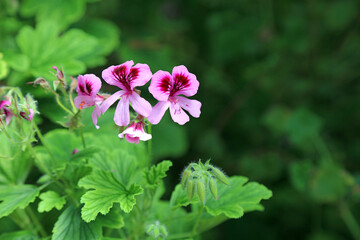 Macro image of pink and purple Pelargonium flowers, Derbyshire England
