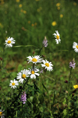 Fototapeta premium Oxeye Daisies and Common Spotted Orchids, Derbyshire England 