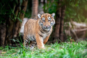 Tiger cub in the wild.  Wild cat in nature habitat