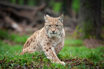 Lynx sitting in the grass in the woods