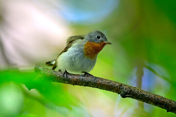 Zwergschnäpper // Red-breasted flycatcher (Ficedula parva) 
