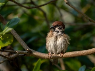 水場で水浴びした後に羽繕いしているスズメ