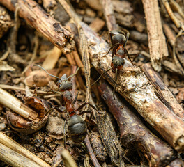 ants in detail on the ground