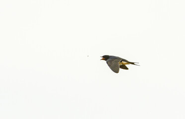 barn swallow (Hirundo rustica) in flight