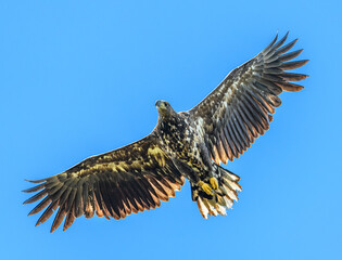 juvenile white-tailed eagle (Haliaeetus albicilla) in flight