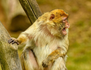 barbary macaque (Macaca sylvanus) sitting yelling