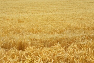 Fototapeta premium Harvest time in the countryside, golden wheat under the sun.