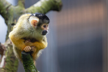 Squirrel monkey sits on a tree trunk, attentively observing its surroundings. Monkeys, animals, mammal.