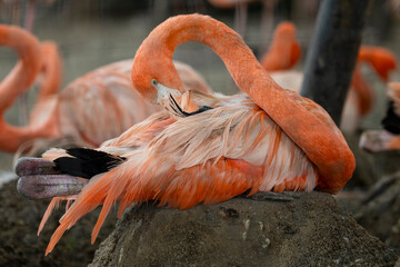 The flamingo is lying on her nest made of sand, she is grooming its plumage. Family, animals, bird, tropics, grooming, feathers, pink, red