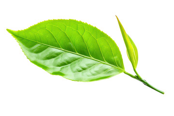 Obraz premium Realistic display of green tea leaves It has a surface that shimmers with a subtle sheen. Isolated on white background.