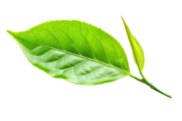 Realistic display of green tea leaves It has a surface that shimmers with a subtle sheen. Isolated on white background.