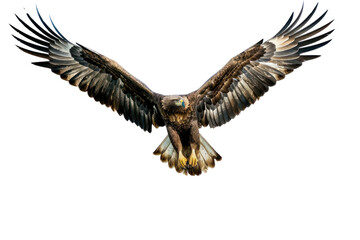 Obraz premium A majestic golden eagle soars through the clouds with its wings spread. Isolated on white background.