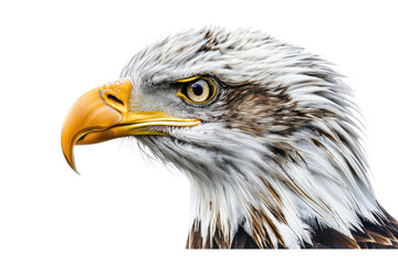 Fototapeta premium A majestic golden eagle soars through the clouds with its wings spread. Isolated on white background.