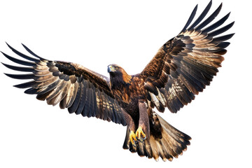 Obraz premium A majestic golden eagle soars through the clouds with its wings spread. Isolated on white background.