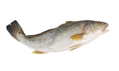 Redfish or red drum fish isolated on white background