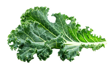 Kale leaves. isolated on white background.