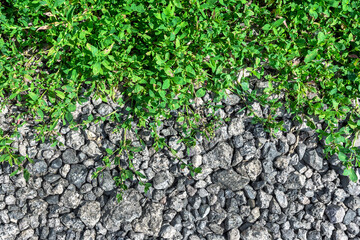 The contrast between the bright green grass and the side of the gravel road is striking.