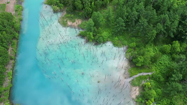 Biei, Hokkaido: Aerial top down drone footage of the famous Shirogane Blue Pond near Asahikawa in Central Hokkaido in Japan in summer. 