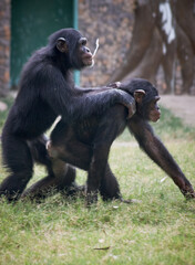 Two captive Chimpanzee playing in Zoo, Patna, Bihar, India