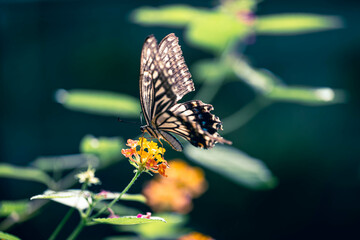 Butterflies and flowers
