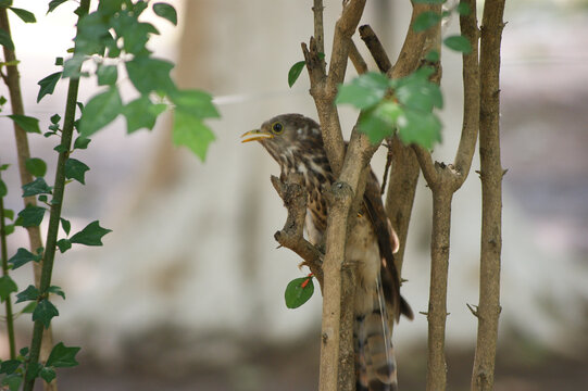 Juvenile  common hawk-cuckoo (Hierococcyx varius), brainfever bird, पपीहा sitting on branch 