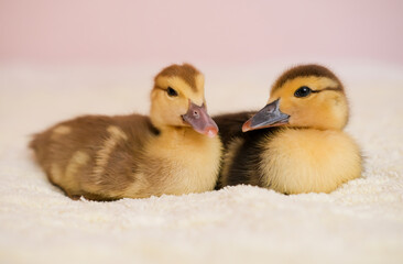 Newborn little cute duckling posing on color background. Spring and Easter atmosphere concept.