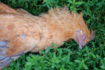 Obraz premium Chicken dying on poultry farm lies on green grass used as illustrations in agriculture. Dead poultry lies lifeless on ground.
