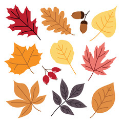 Set of fall vector leaves in yellow, orange, red, brown, pink and purple colors. Autumn design element