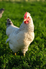 Free-range chickens on summer green meadow in field, and in commercial chicken coop on farm. Vertical image