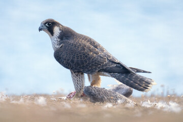 Fototapeta premium A juvenile peregrine falcon (Falco peregrinus) with a juvenile herring gull prey in a coastal meadow with flowers, scattered feathers and ocean background