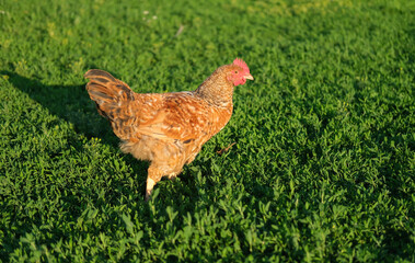 Outdoor portrait of brown hen walking around an agricultural farm. Free-range chickens on summer...
