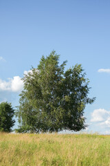 Obraz premium Sunny summer rural landscape with birch trees on a green field. Vertical image.