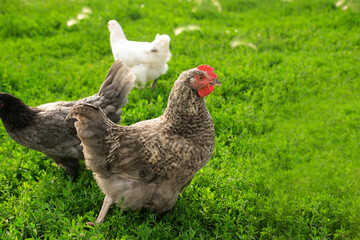 Free-range chickens on summer green meadow in field, and in commercial chicken coop on farm.