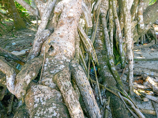 roots of a tree. large roots of screw pine trees (pandanus tectorius) on the beach. hala root fruit. close up