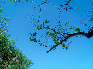 tree branches at karapyak beach during the day. sunny and tropical beach with white sand and pandanus palm trees. beautiful sea view. blue landscape. summer holidays