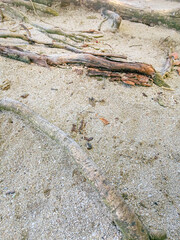 the roots of the trees creep between the white sand. close up. big tree roots spreading on the white sand. a group of tree roots lying in the sand. Vertical photo