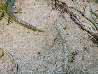 the roots of the trees creep between the white sand. close up. big tree roots spreading on the white sand. a group of tree roots lying in the sand. Top view