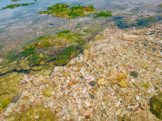 close calm sea surface. clam shells in underwater. underwater stone. green moss on beach rocks. stone coastal area. clear beach water. 