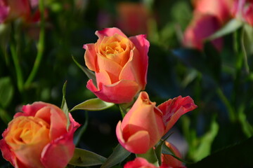 Fototapeta premium red roses close up