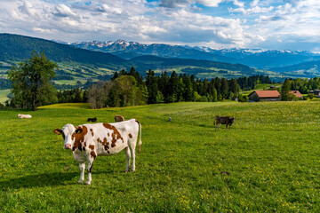 Family hike in the Wildrosenmoos Westallgau water trail near Oberreute Sulzberg