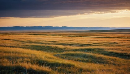 Fototapeta premium Golden Grasslands at Sunset.