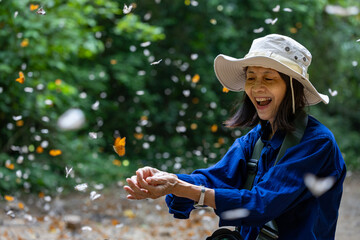 Asian biologist is collecting data in forest field study of mud puddling phenomenon butterfly...